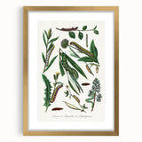 Romanticism Art: "Caterpillars and Chrysalis" Botanical Canvas Print