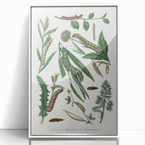 Romanticism Art: "Caterpillars and Chrysalis" Botanical Canvas Print
