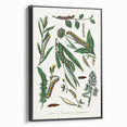 Romanticism Art: "Caterpillars and Chrysalis" Botanical Canvas Print