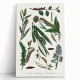Romanticism Art: "Caterpillars and Chrysalis" Botanical Canvas Print