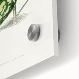 Romanticism Botanical Art: Pothos Argyraea Leaf Print on Canvas