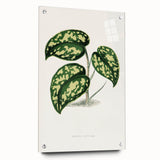 Romanticism Botanical Art: Pothos Argyraea Leaf Print on Canvas