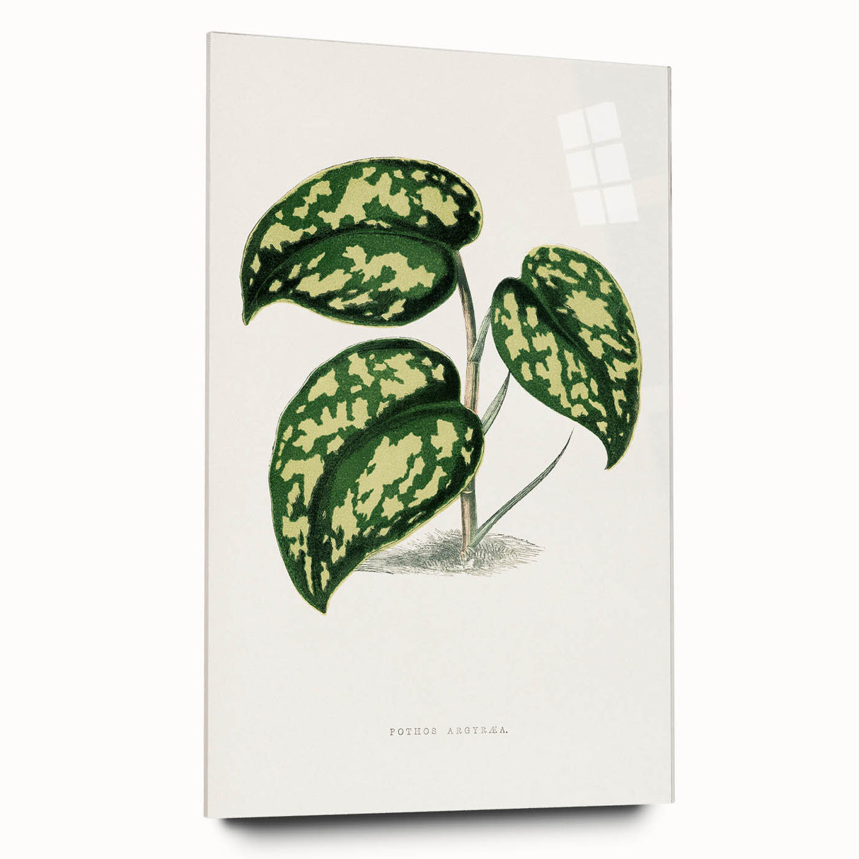 Romanticism Botanical Art: Pothos Argyraea Leaf Print on Canvas