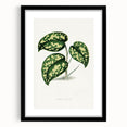 Romanticism Botanical Art: Pothos Argyraea Leaf Print on Canvas