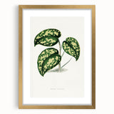 Romanticism Botanical Art: Pothos Argyraea Leaf Print on Canvas