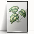 Romanticism Botanical Art: Pothos Argyraea Leaf Print on Canvas