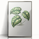 Romanticism Botanical Art: Pothos Argyraea Leaf Print on Canvas