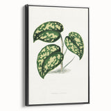 Romanticism Botanical Art: Pothos Argyraea Leaf Print on Canvas
