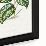 Romanticism Botanical Art: Pothos Argyraea Leaf Print on Canvas