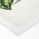 Romanticism Botanical Art: Pothos Argyraea Leaf Print on Canvas