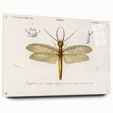 Romanticism Art Print: Eastern Dobsonfly Illustration by D'Orbigny