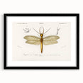 Romanticism Art Print: Eastern Dobsonfly Illustration by D'Orbigny