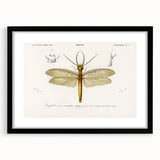 Romanticism Art Print: Eastern Dobsonfly Illustration by D'Orbigny