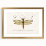 Romanticism Art Print: Eastern Dobsonfly Illustration by D'Orbigny