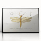 Romanticism Art Print: Eastern Dobsonfly Illustration by D'Orbigny