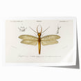 Romanticism Art Print: Eastern Dobsonfly Illustration by D'Orbigny
