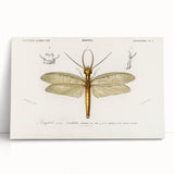 Romanticism Art Print: Eastern Dobsonfly Illustration by D'Orbigny