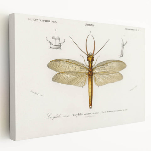 Romanticism Art Print: Eastern Dobsonfly Illustration by D'Orbigny