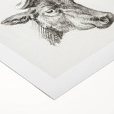 Romanticism Art Print: Head of a Cow - Timeless Sketch by Jean Bernard
