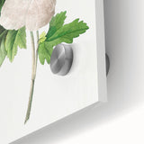Neoclassical Art Prints: Hibiscus Elegance - Pierre Redouté Classic