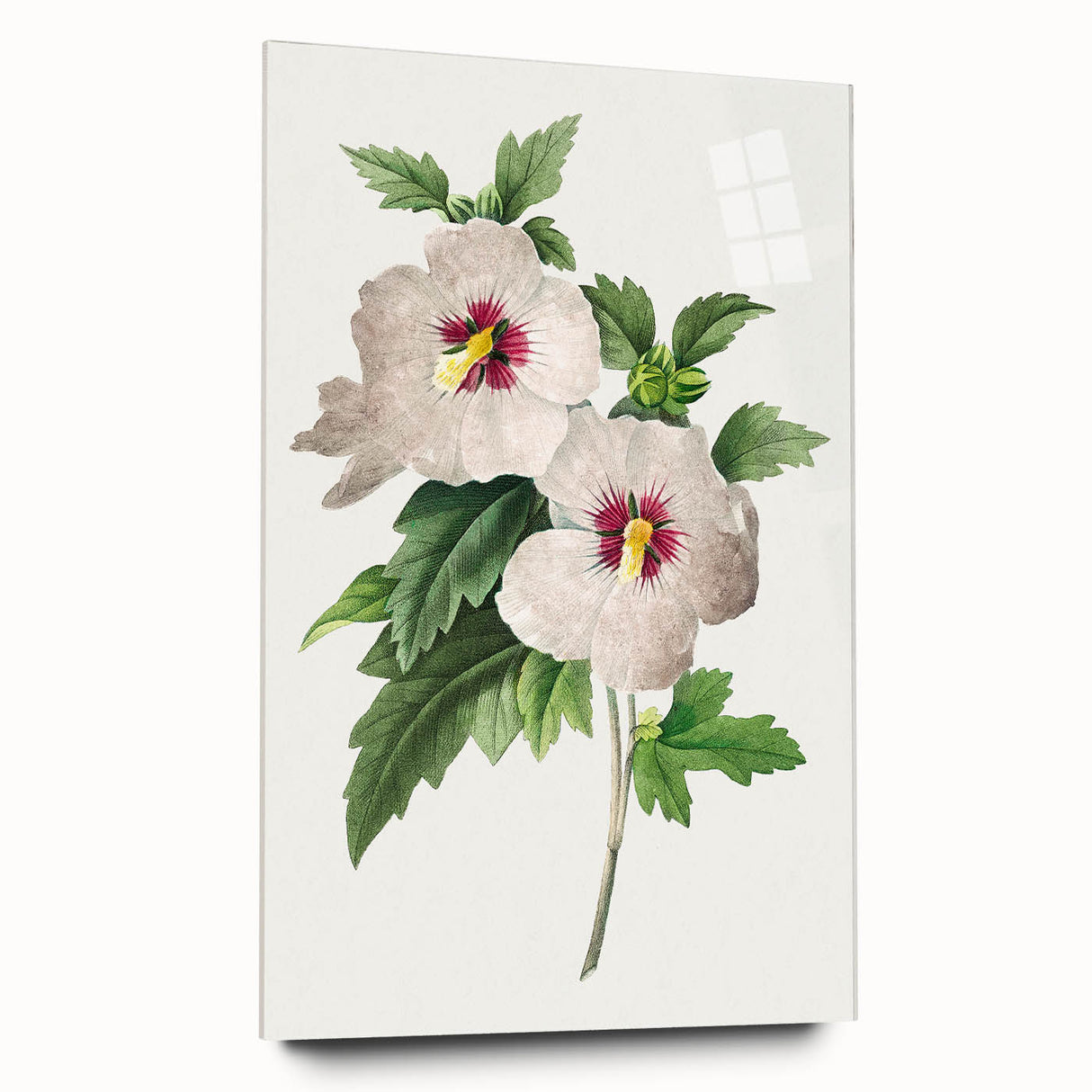 Neoclassical Art Prints: Hibiscus Elegance - Pierre Redouté Classic