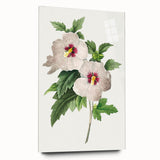 Neoclassical Art Prints: Hibiscus Elegance - Pierre Redouté Classic