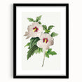 Neoclassical Art Prints: Hibiscus Elegance - Pierre Redouté Classic