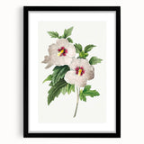 Neoclassical Art Prints: Hibiscus Elegance - Pierre Redouté Classic