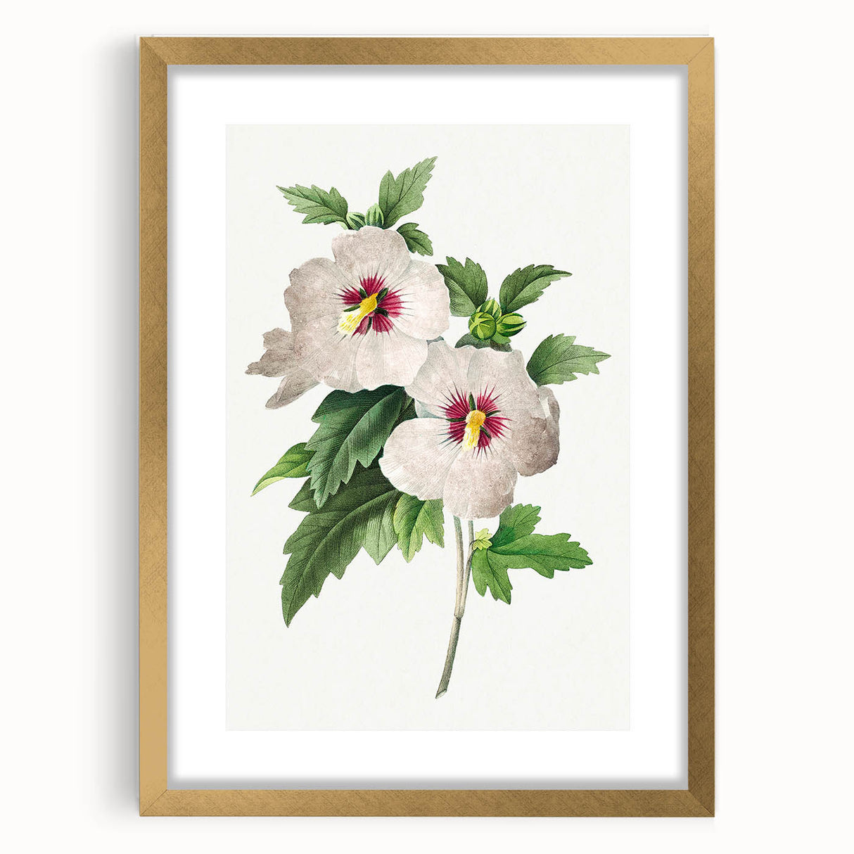 Neoclassical Art Prints: Hibiscus Elegance - Pierre Redouté Classic