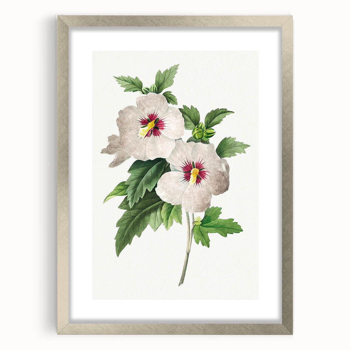 Neoclassical Art Prints: Hibiscus Elegance - Pierre Redouté Classic