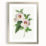 Neoclassical Art Prints: Hibiscus Elegance - Pierre Redouté Classic