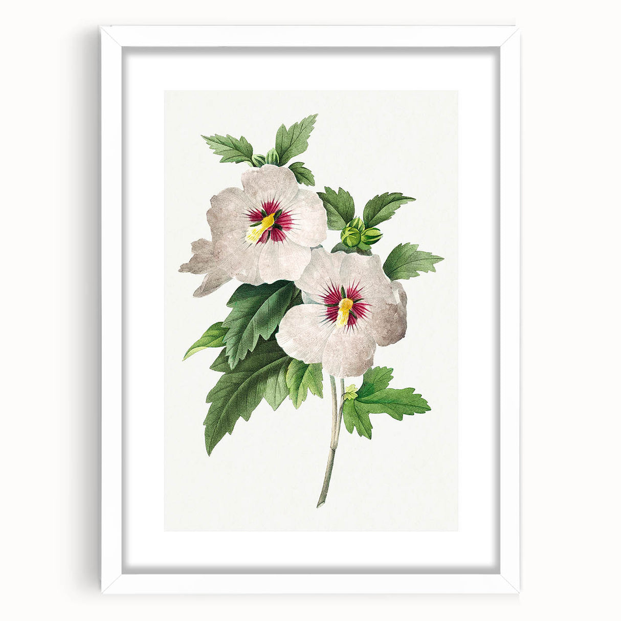 Neoclassical Art Prints: Hibiscus Elegance - Pierre Redouté Classic
