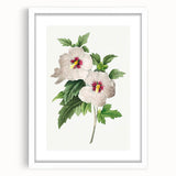 Neoclassical Art Prints: Hibiscus Elegance - Pierre Redouté Classic