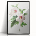 Neoclassical Art Prints: Hibiscus Elegance - Pierre Redouté Classic
