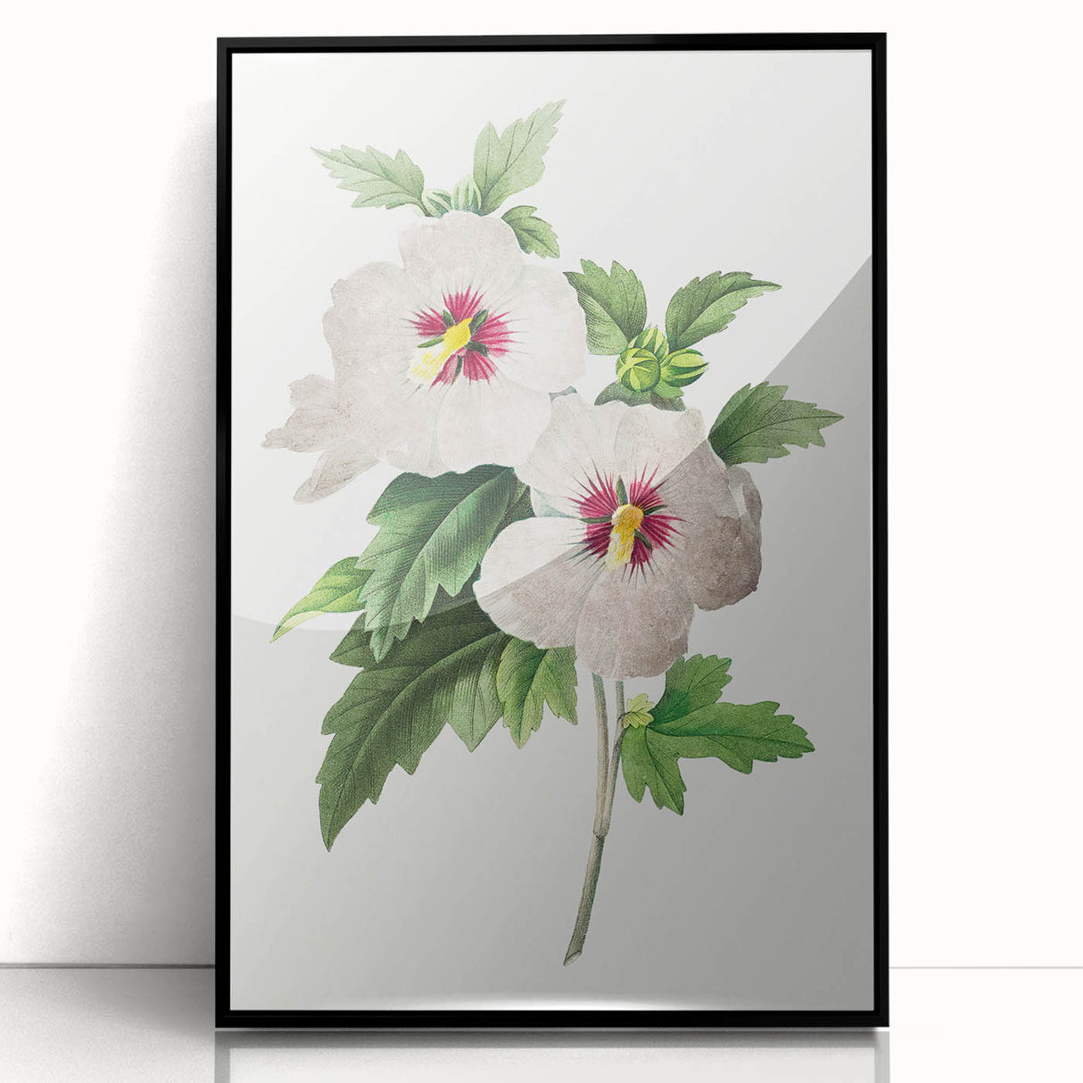 Neoclassical Art Prints: Hibiscus Elegance - Pierre Redouté Classic