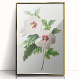 Neoclassical Art Prints: Hibiscus Elegance - Pierre Redouté Classic