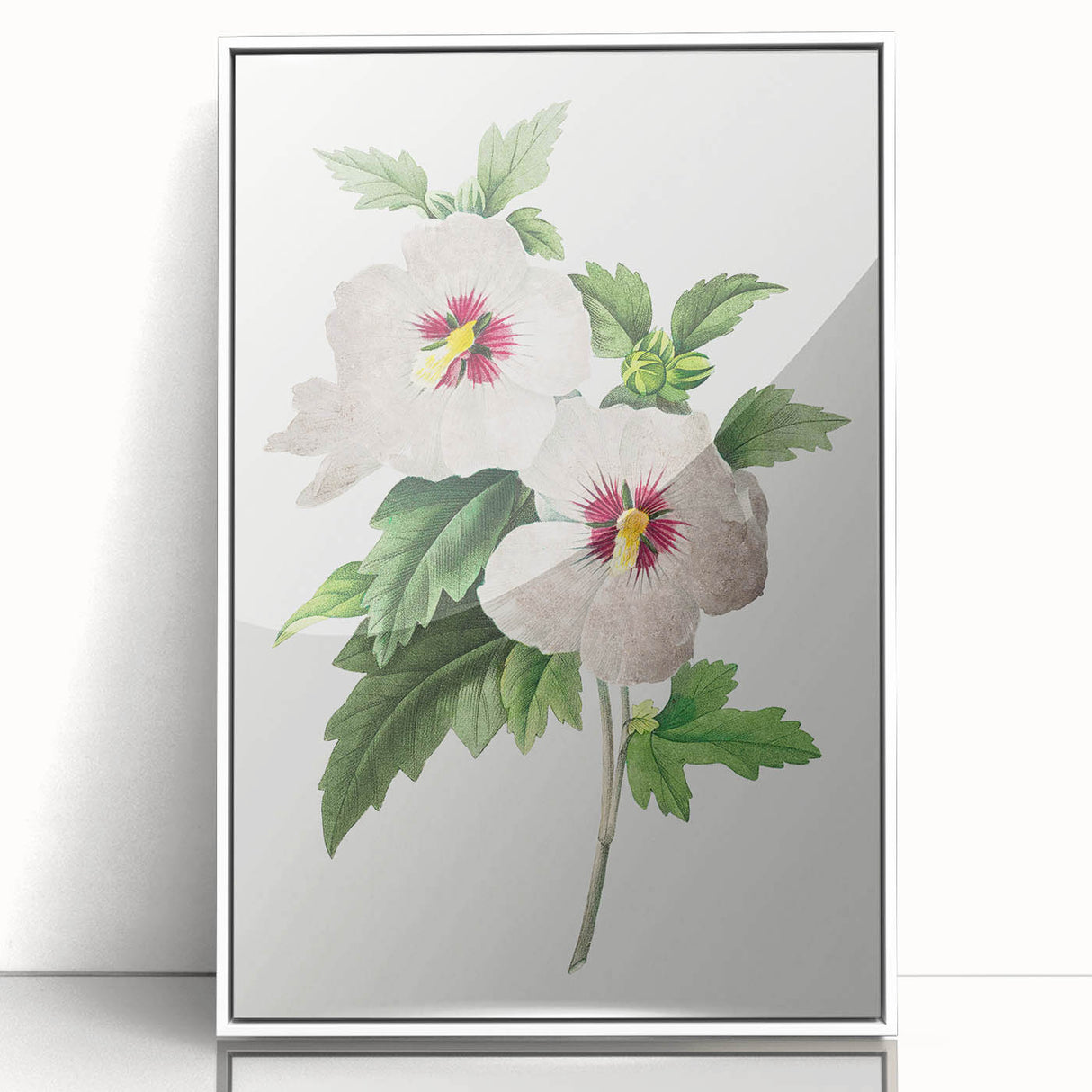 Neoclassical Art Prints: Hibiscus Elegance - Pierre Redouté Classic