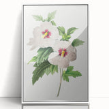 Neoclassical Art Prints: Hibiscus Elegance - Pierre Redouté Classic