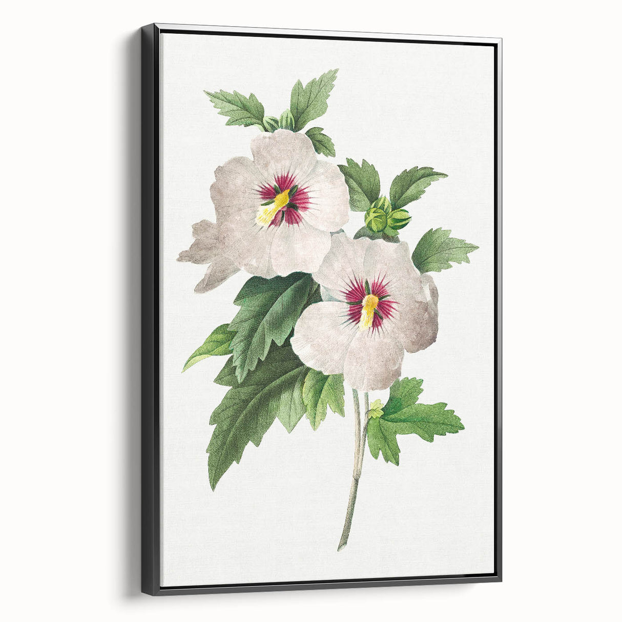 Neoclassical Art Prints: Hibiscus Elegance - Pierre Redouté Classic