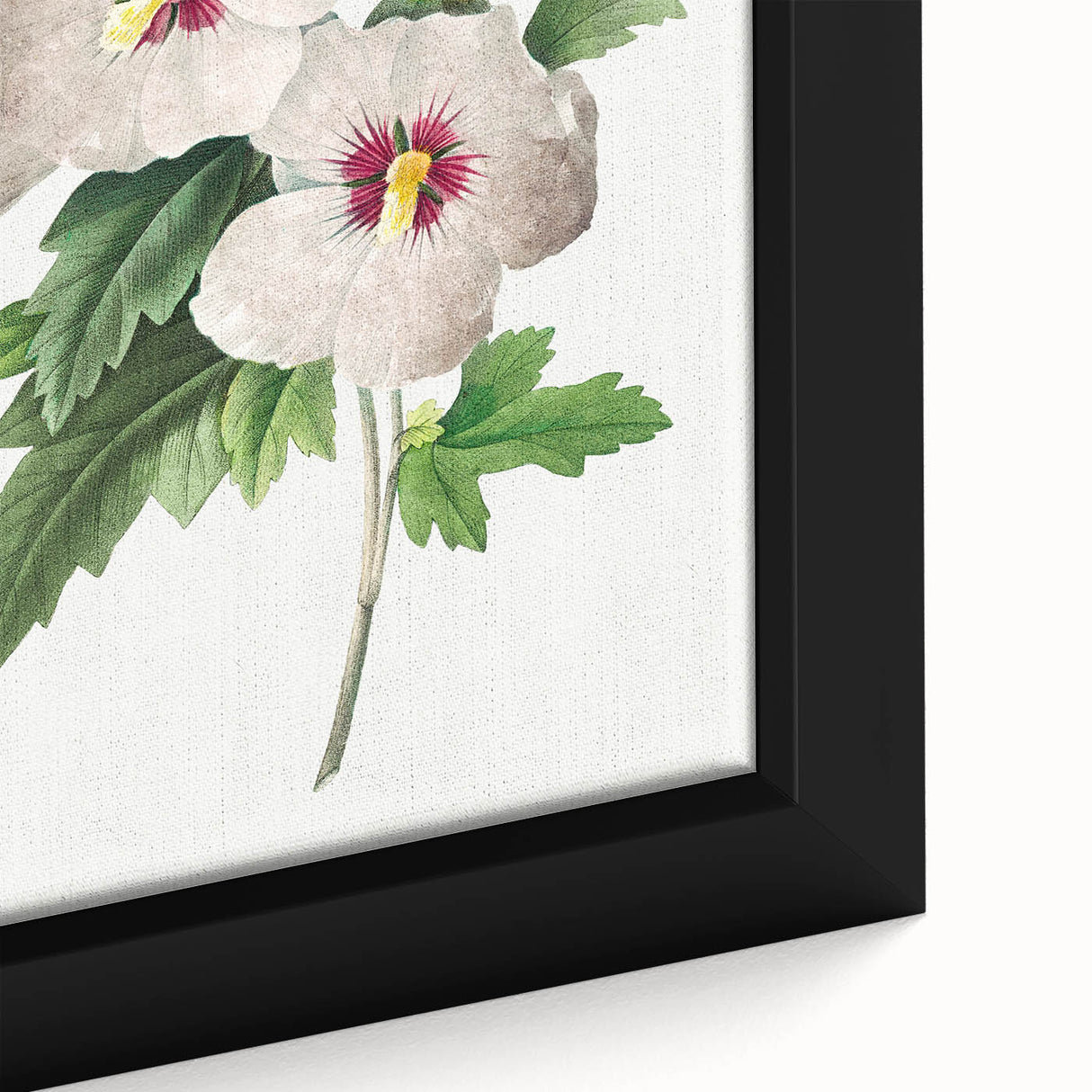Neoclassical Art Prints: Hibiscus Elegance - Pierre Redouté Classic