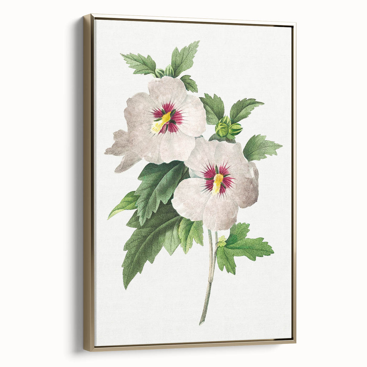 Neoclassical Art Prints: Hibiscus Elegance - Pierre Redouté Classic