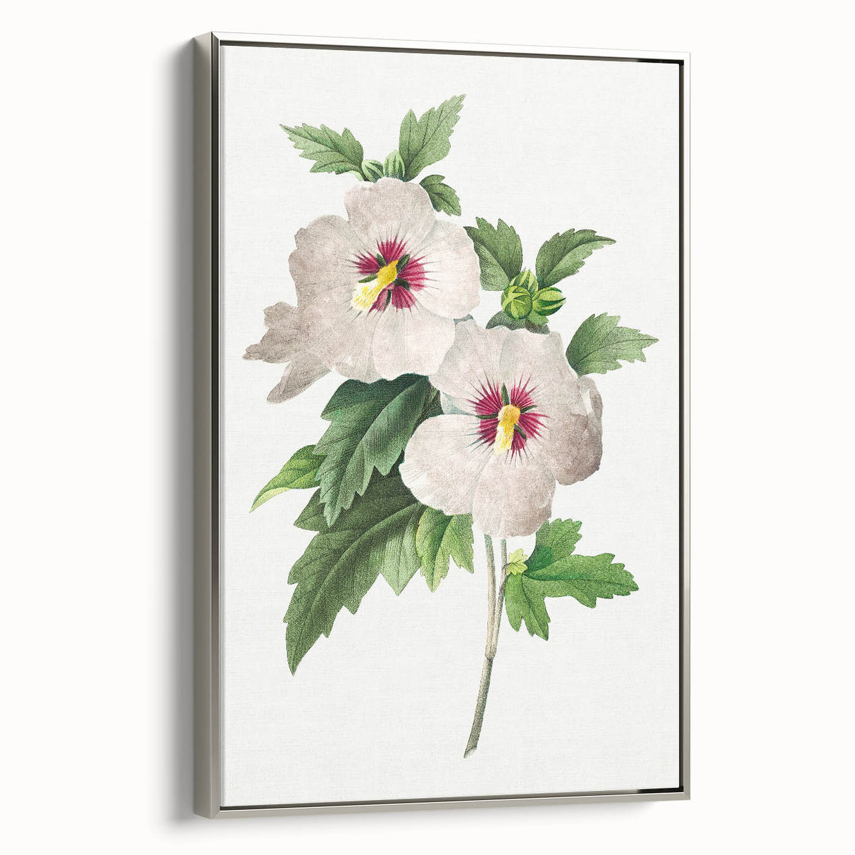 Neoclassical Art Prints: Hibiscus Elegance - Pierre Redouté Classic