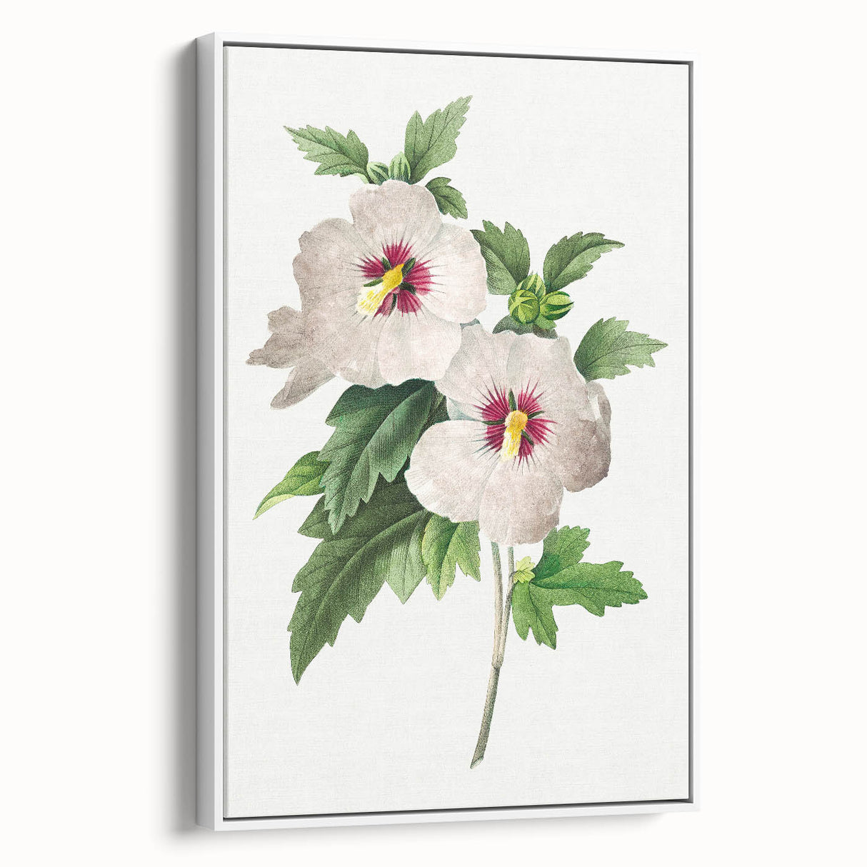 Neoclassical Art Prints: Hibiscus Elegance - Pierre Redouté Classic
