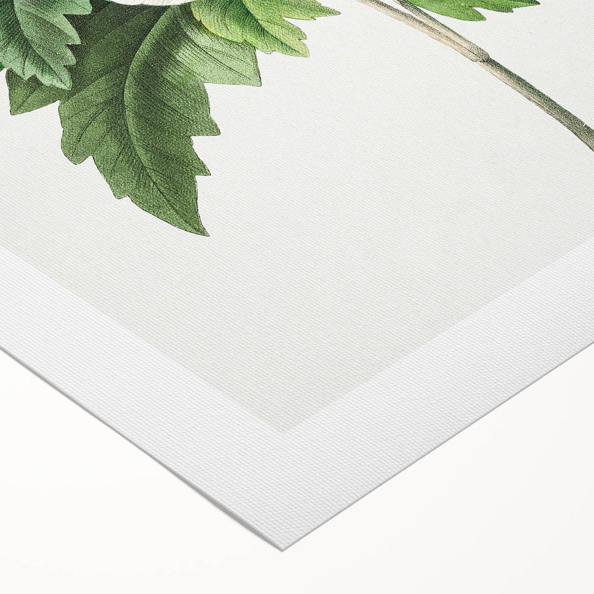 Neoclassical Art Prints: Hibiscus Elegance - Pierre Redouté Classic