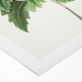 Neoclassical Art Prints: Hibiscus Elegance - Pierre Redouté Classic
