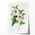 Neoclassical Art Prints: Hibiscus Elegance - Pierre Redouté Classic