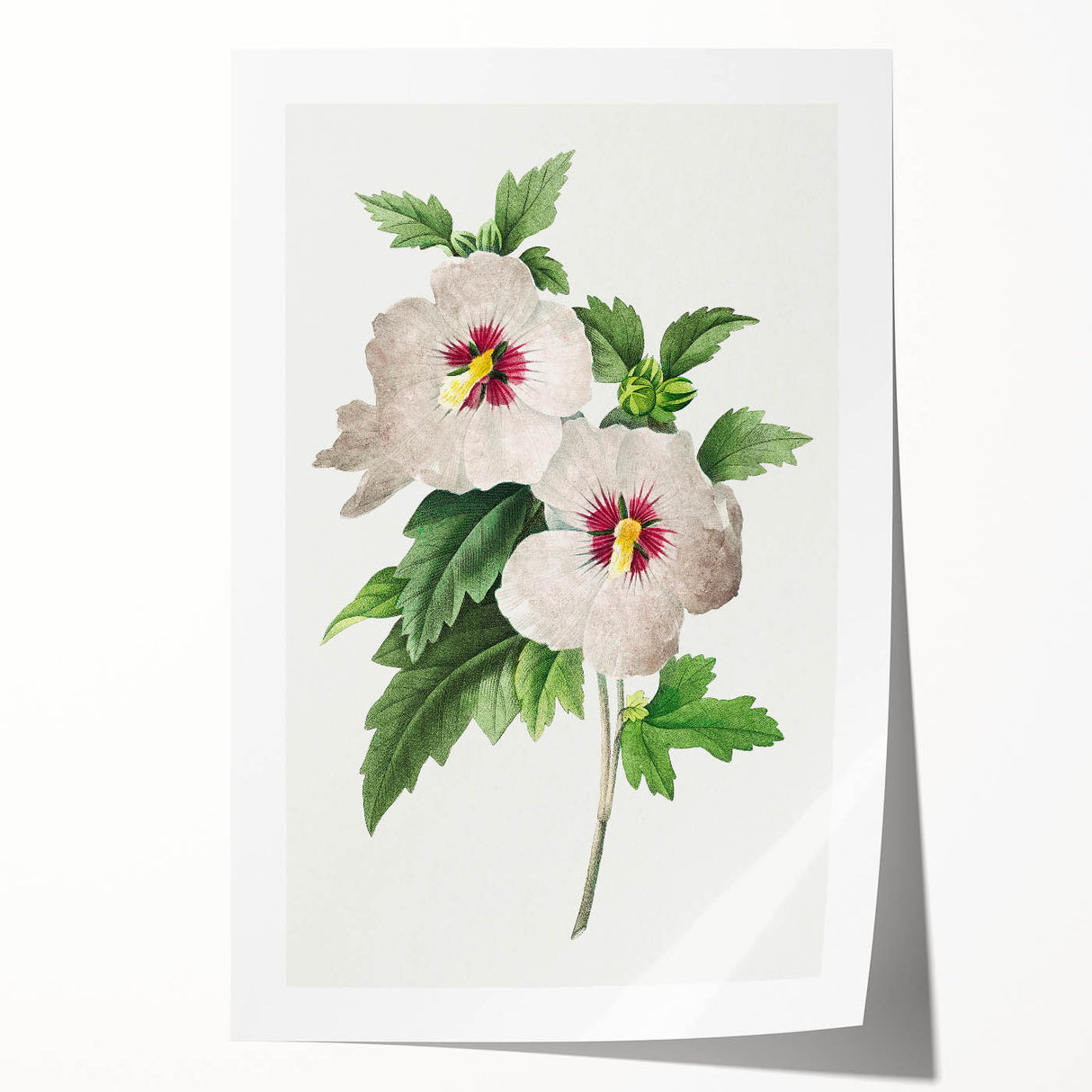 Neoclassical Art Prints: Hibiscus Elegance - Pierre Redouté Classic