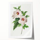 Neoclassical Art Prints: Hibiscus Elegance - Pierre Redouté Classic