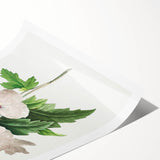 Neoclassical Art Prints: Hibiscus Elegance - Pierre Redouté Classic