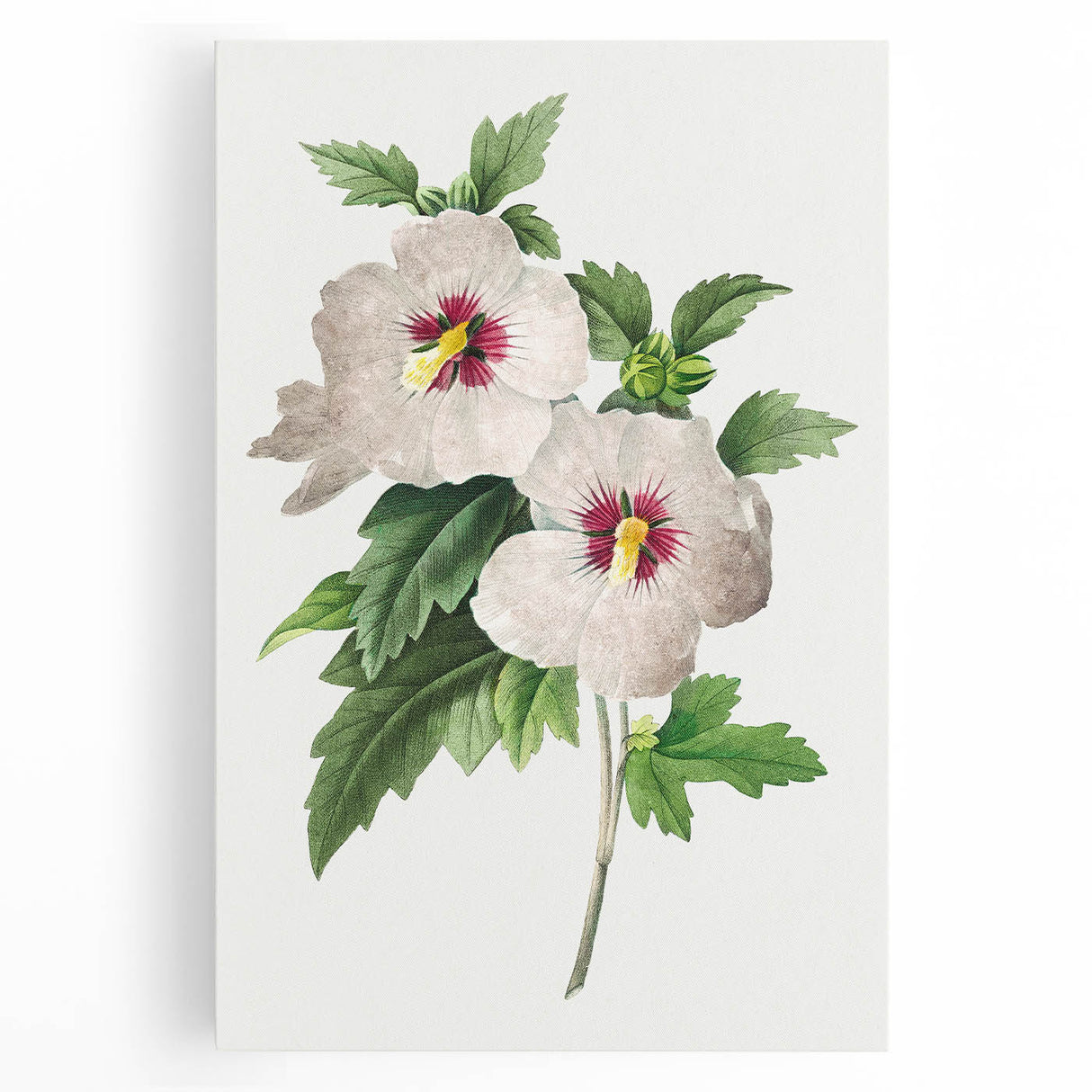 Neoclassical Art Prints: Hibiscus Elegance - Pierre Redouté Classic
